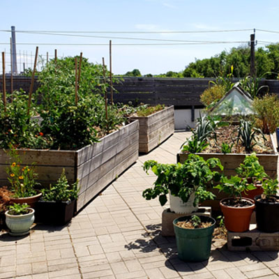 Rooftop Garden Tour – Urban Agriculture Week 2022
