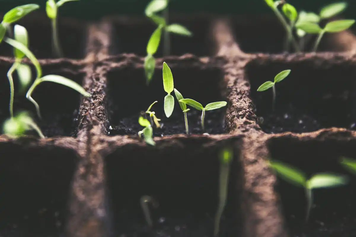 Green Initiatives, Toronto Seed Library