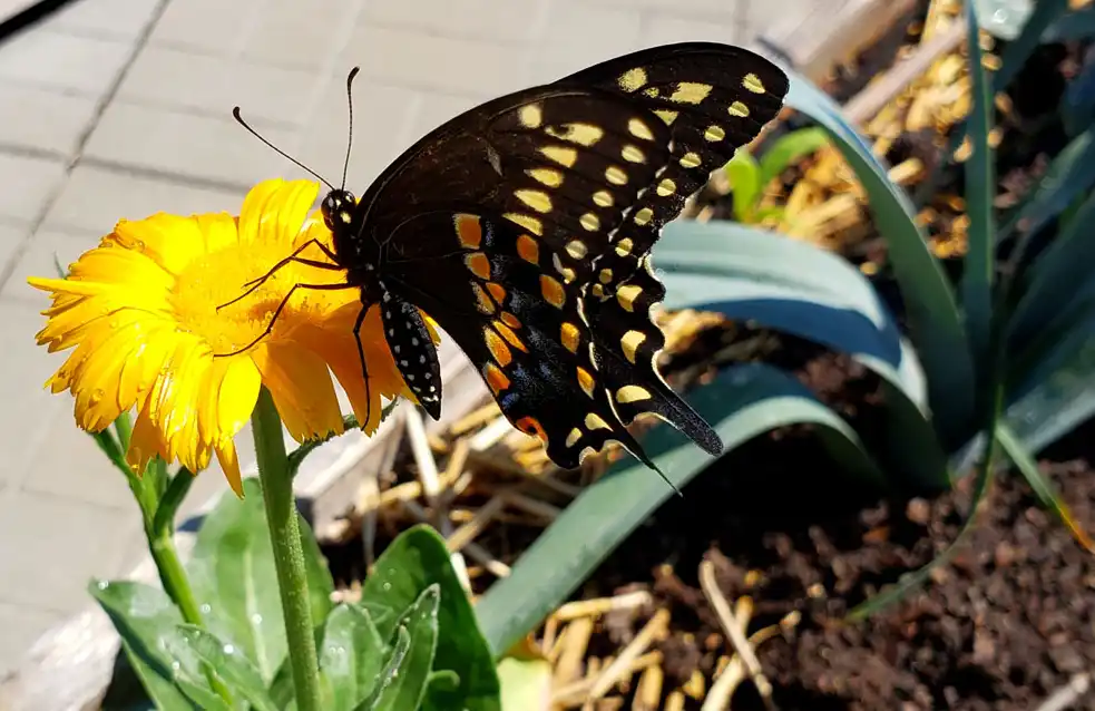 living roofs, organic gardening