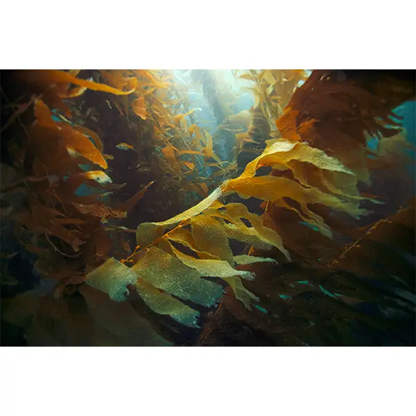 Giant Kelp Forest